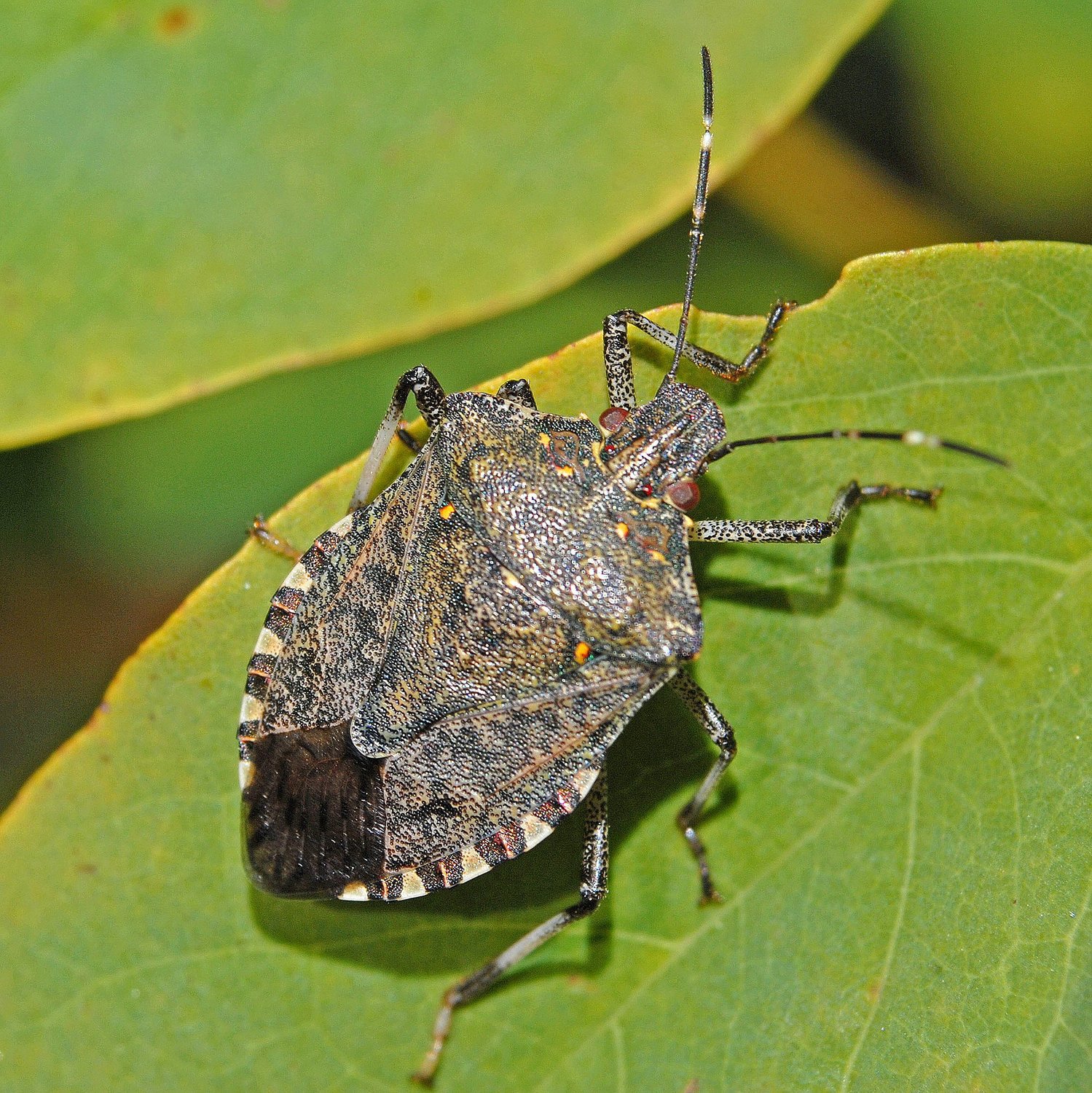An adult brown marmorated stink bug. It is a garden pest that likes crops and indoor plants. creativecommons.org/licenses/by-sa/4.0.